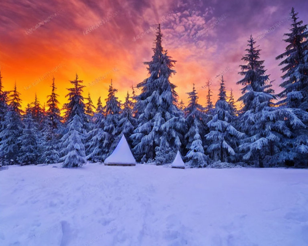 Winter landscape: snow-covered pines, orange and purple sunset sky, two white tents