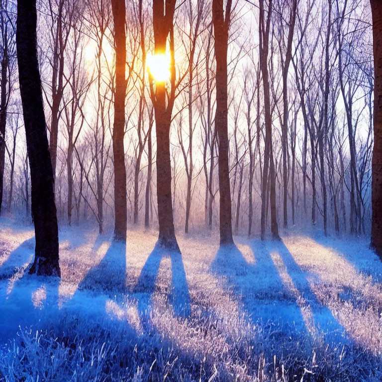 Winter sunrise illuminates frosty forest with long shadows on icy ground