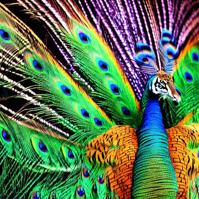 Colorful Peacock with Vibrant Tail Feathers