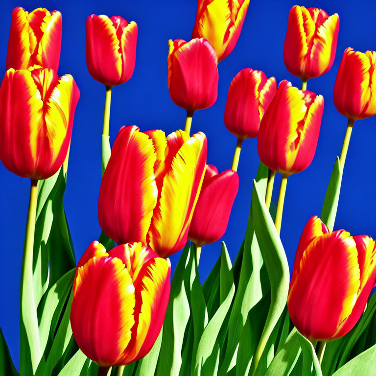 Colorful Tulips in Red and Yellow Against Blue Sky