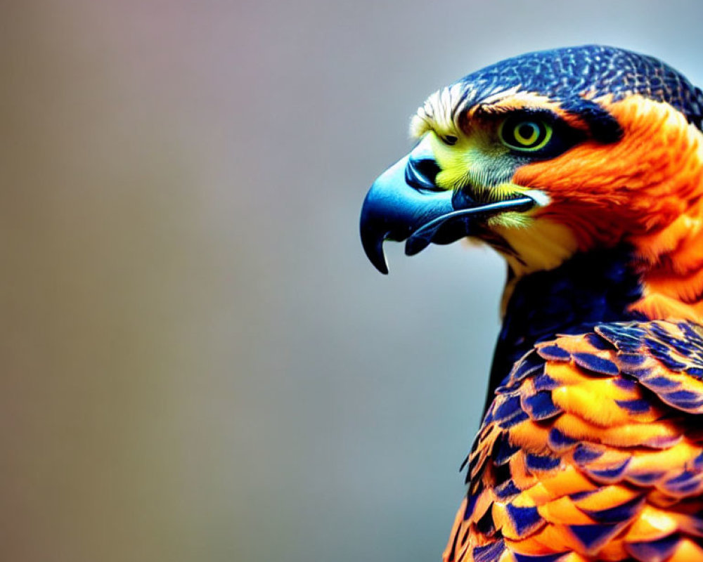 Detailed Close-Up of Ornate Hawk-Eagle with Bright Feathers