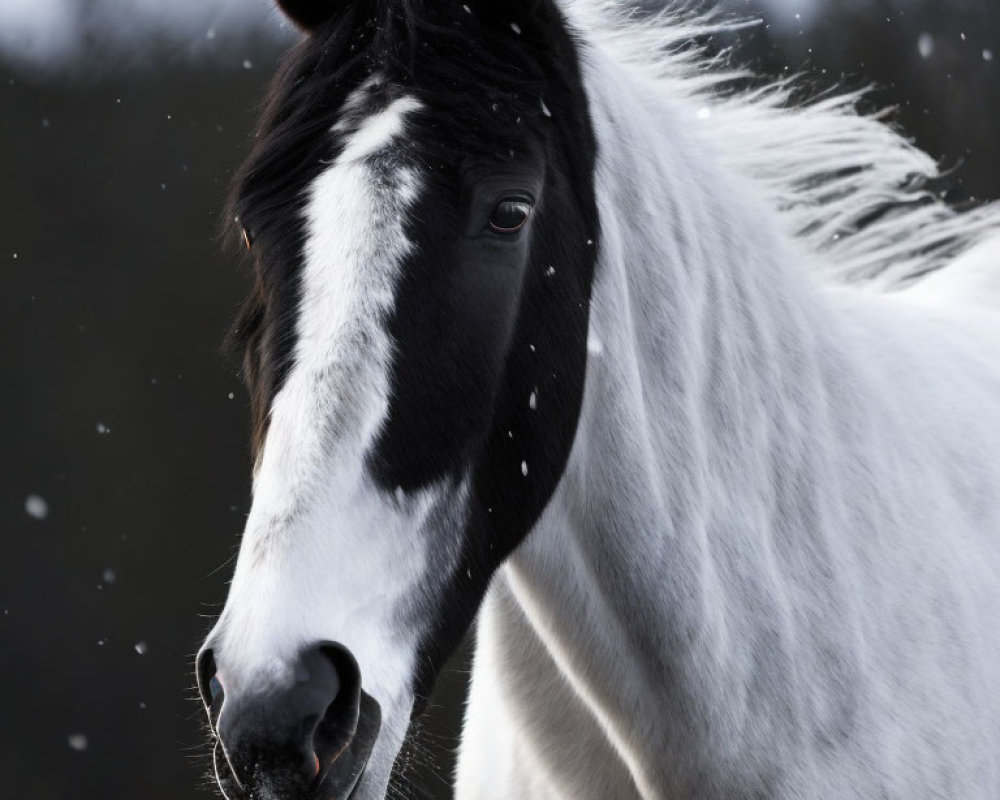 Black and white horse with striking mane in snow, exuding serene beauty