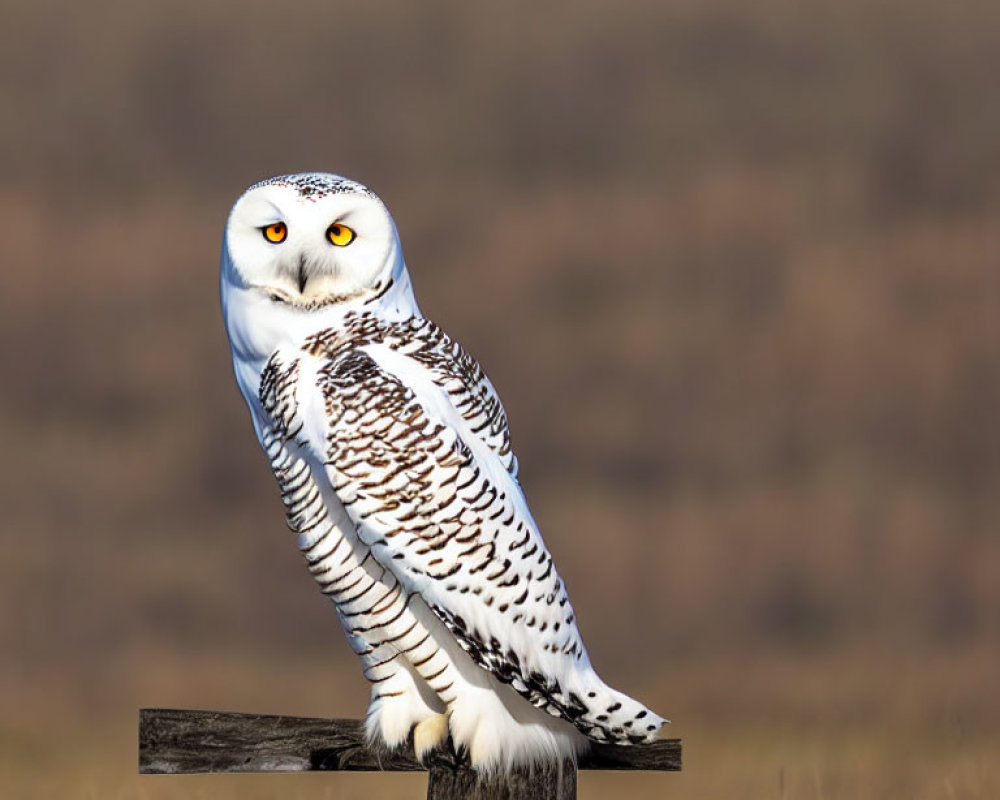 Snowy Owl Perched on Wooden Post in Grassy Field