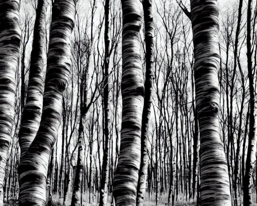 Monochrome image of dense birch forest with bare trunks and branches