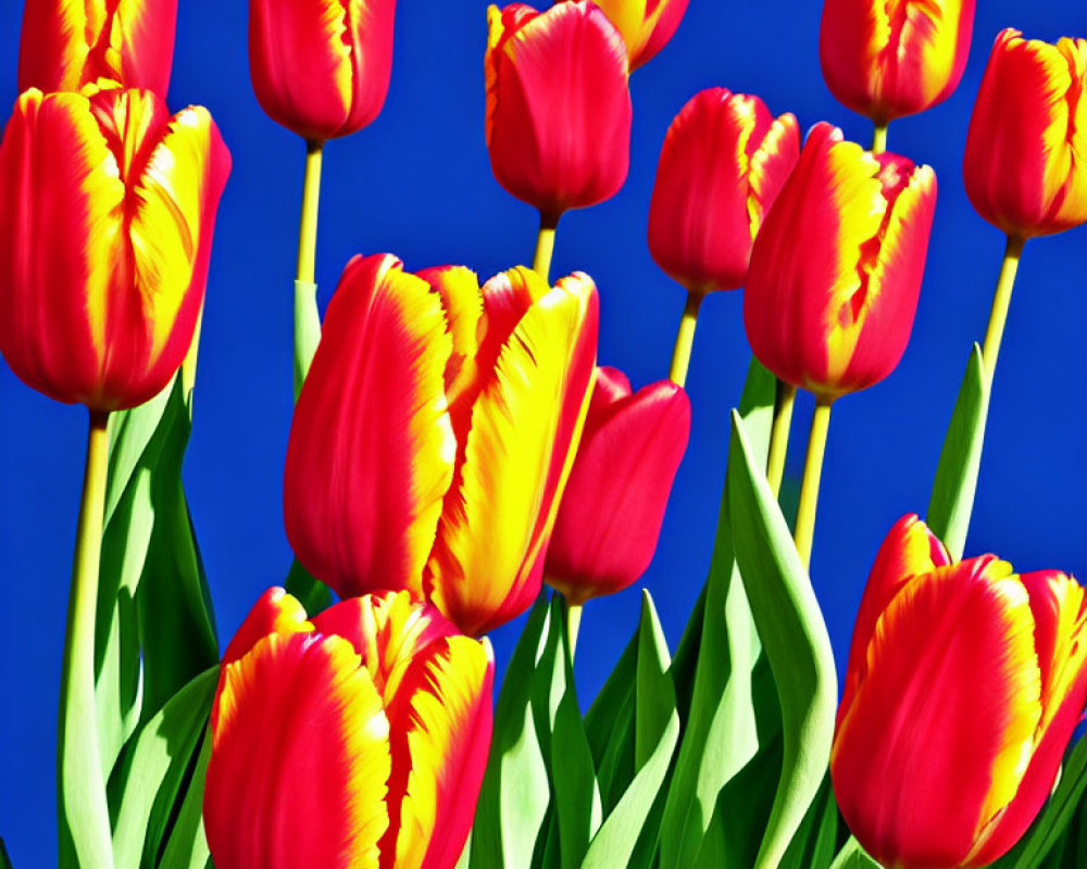 Colorful Tulips in Red and Yellow Against Blue Sky