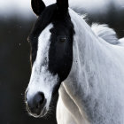 Black and white horse with striking mane in snow, exuding serene beauty