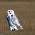 Snowy Owl Perched on Wooden Post in Grassy Field