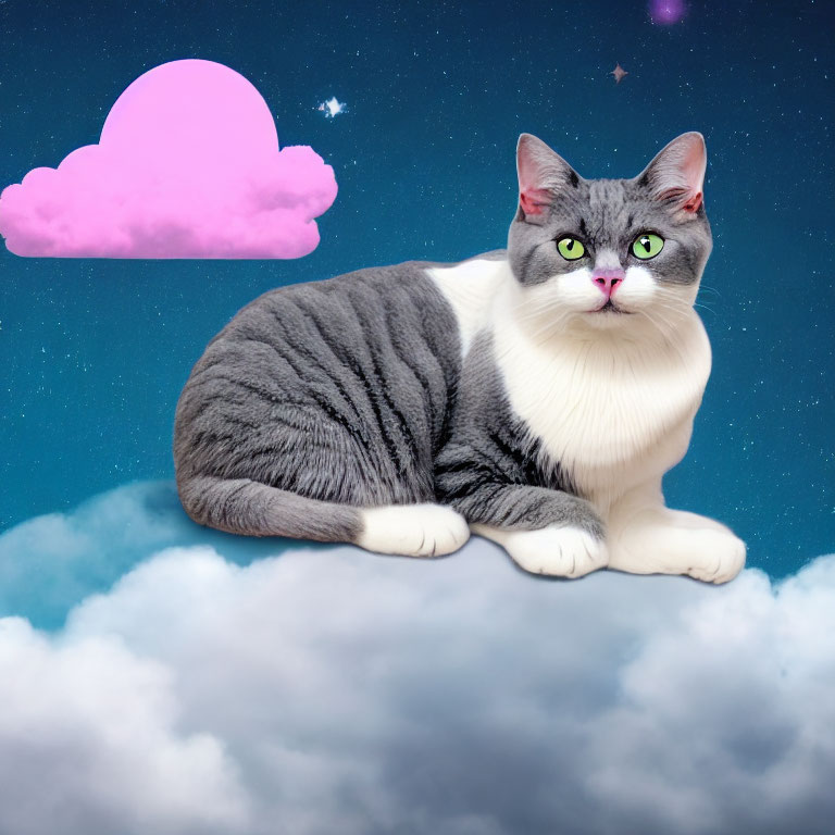 Grey and White Cat with Green Eyes on Cloud in Starry Sky with Pink Cloud