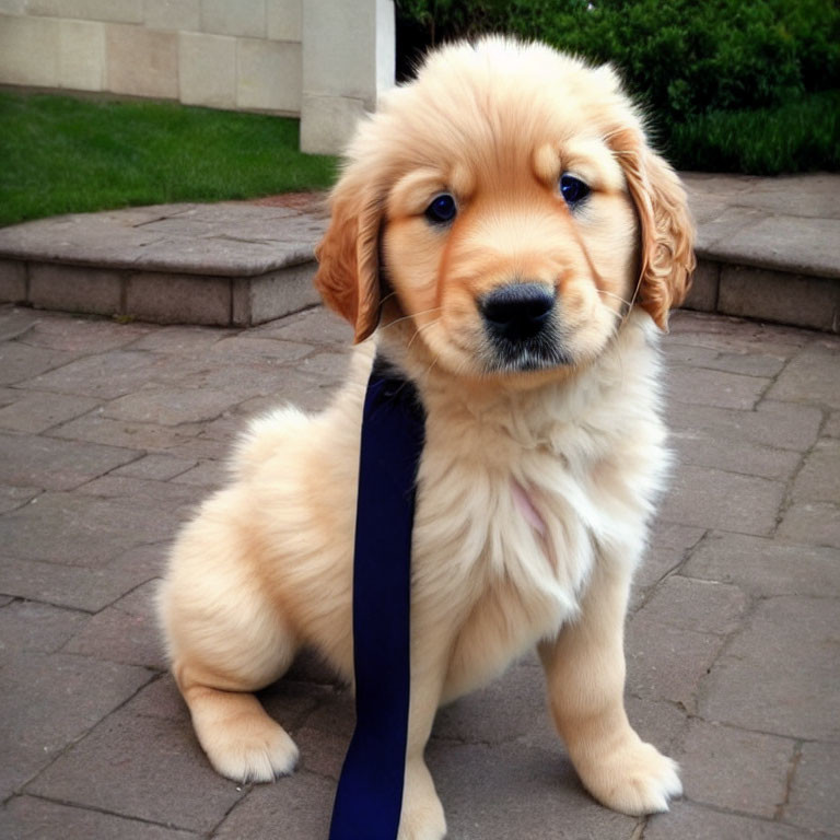 Adorable Golden Retriever Puppy with Blue Leash Sitting on Pavement