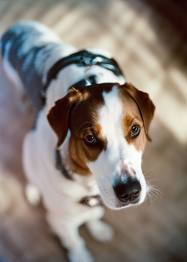 Curious Jack Russell Terrier in Patterned Coat and Collar