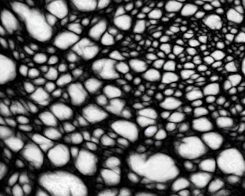 Detailed Close-Up of Interconnected Organic Shapes in Black and White