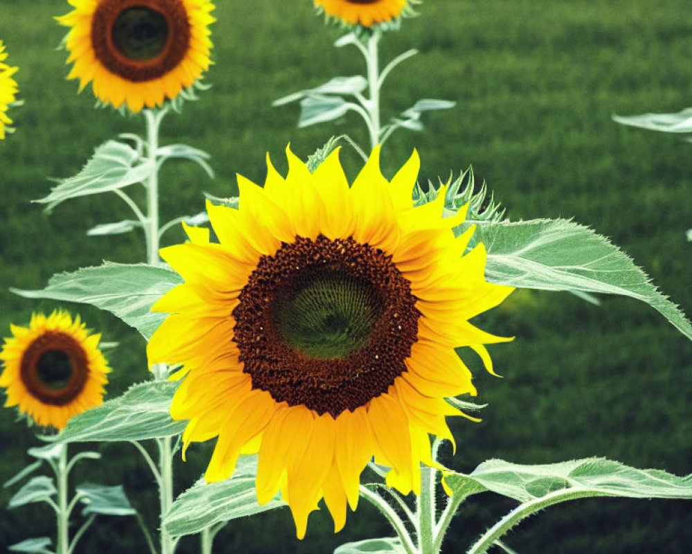 Bright yellow sunflowers in lush green field