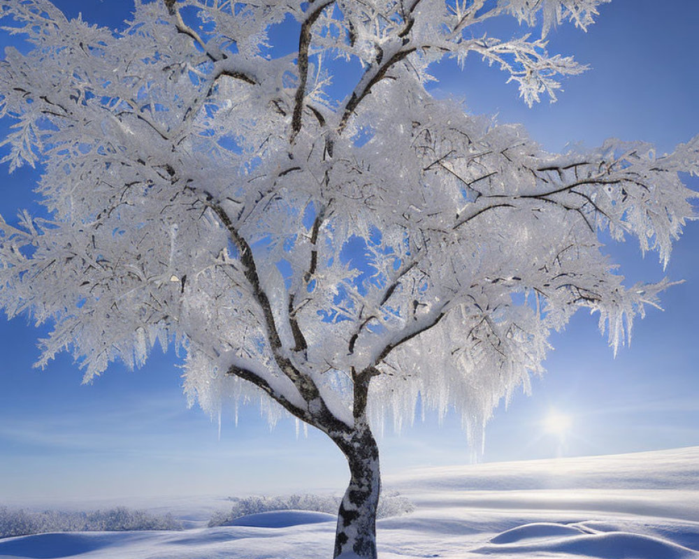 Snowy Landscape: Frost-Covered Tree and Long Shadows