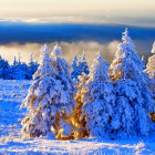 Ornate churches in snow-covered winter forest with mystical sky