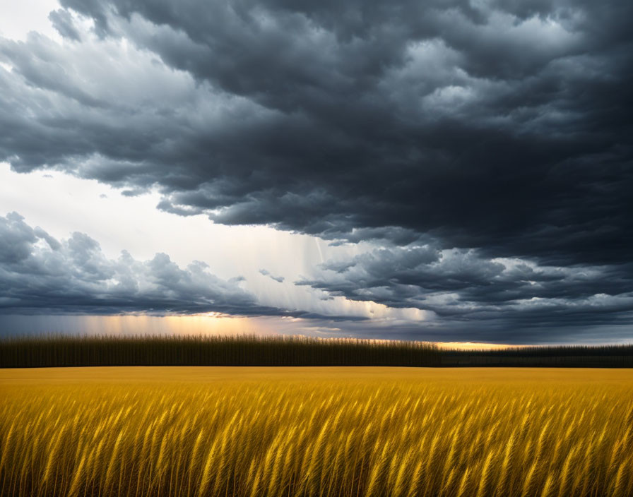 Golden wheat field under dramatic dark sky with sunlight peeking through horizon