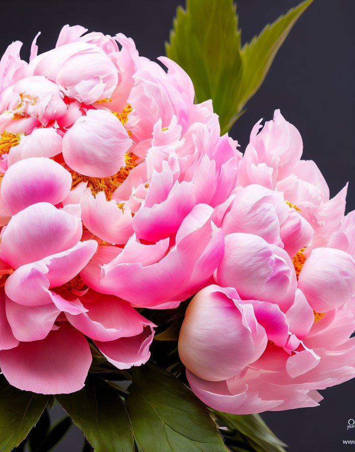 Vibrant pink peonies with golden centers on dark grey background