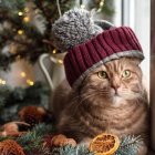 Tabby Cat in Red Knit Hat with Christmas Tree and Decorations