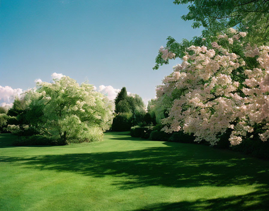 Tranquil green garden with cherry blossoms and blue sky