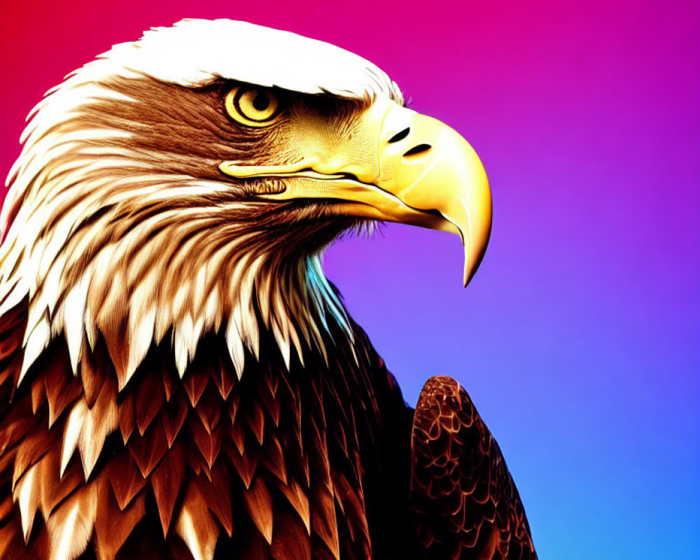 Majestic bald eagle on pink and blue gradient background