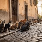 Cats on Cobblestone Street in European Village