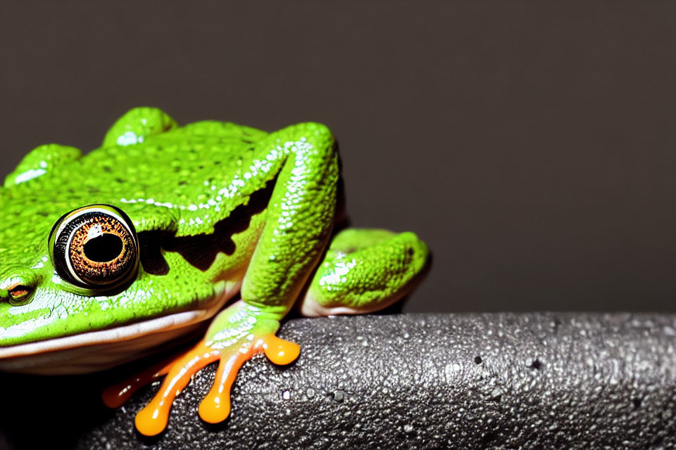 Colorful Green Frog with Orange Feet on Textured Surface