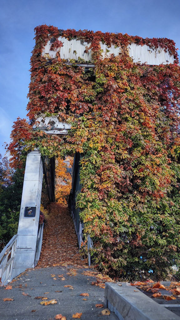 Colorful Overgrown Ivy Covers Outdoor Staircase with Scattered Leaves