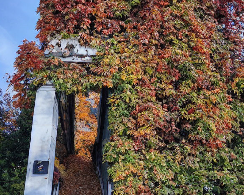 Colorful Overgrown Ivy Covers Outdoor Staircase with Scattered Leaves