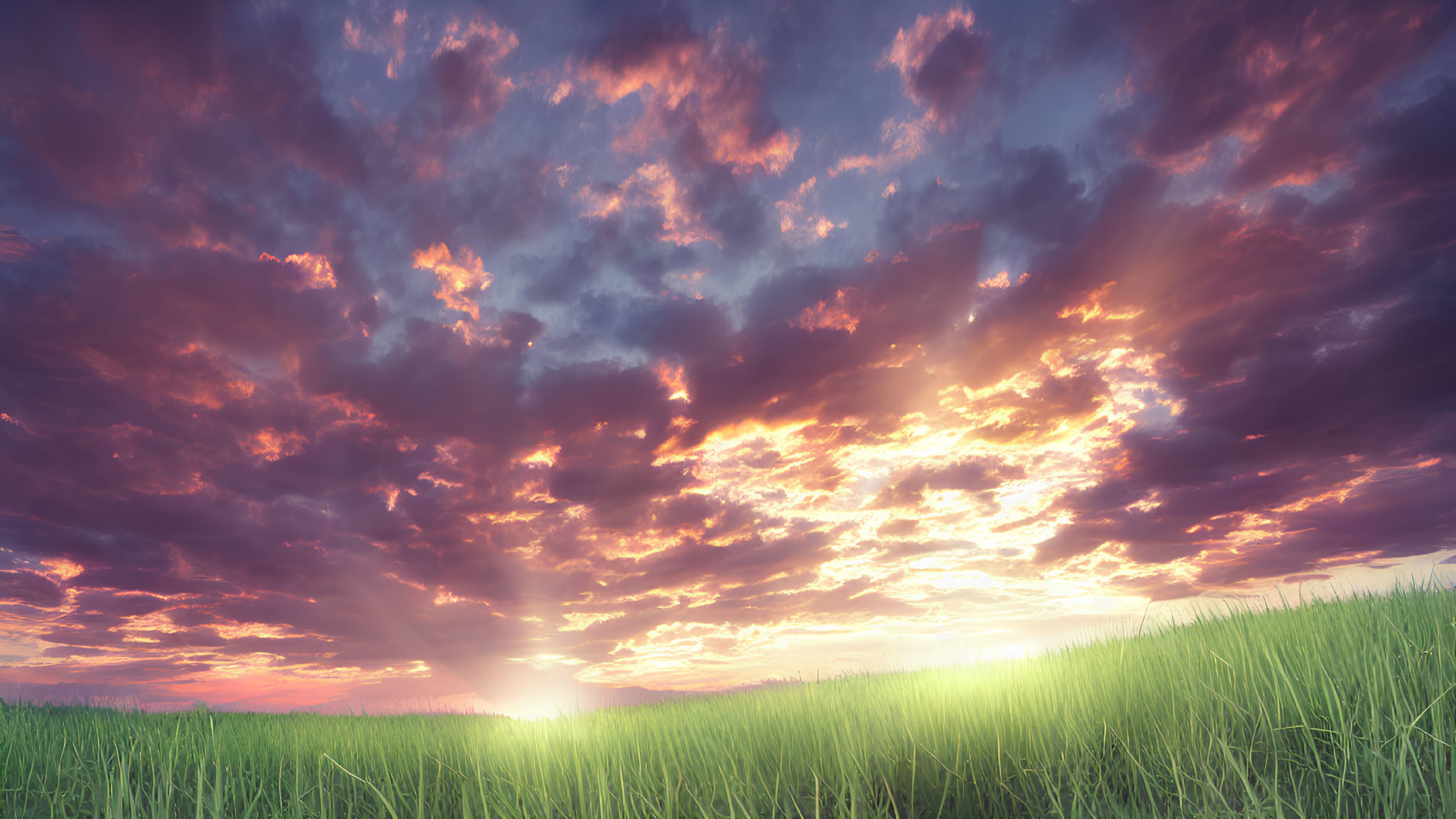 Expansive tall grass field under vibrant sunset sky