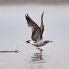 Bird carrying twig in flock over cloudy landscape