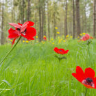 Red flower in green meadow with white stones and snowy mountains