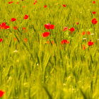 Colorful tulip field with butterflies and hidden blue egg under hazy sky