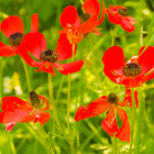 Vivid Red Poppies on Green and Yellow Background