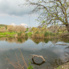 Autumnal trees and fallen branches by tranquil lake under light blue sky