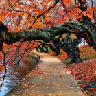 Surreal image of girl's face merging with tree, orange leaves, flying creatures, and golden