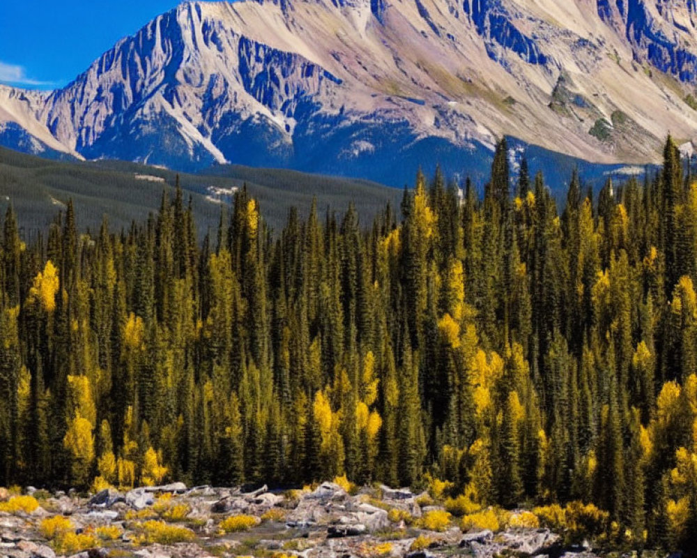 Scenic landscape: dense forest, clear river, snow-capped mountains