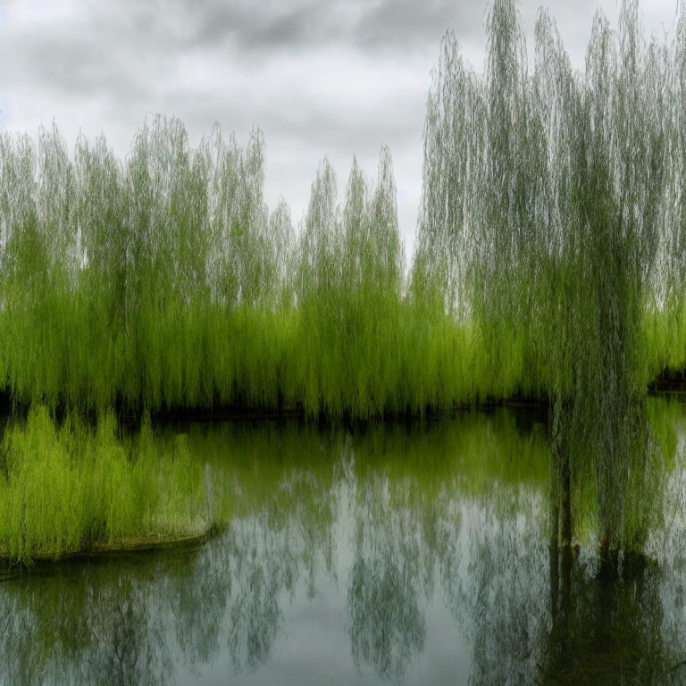 Tranquil river landscape with weeping willows and overcast sky