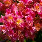 Four Colorful Parrots Perched Among Pink Blossoms