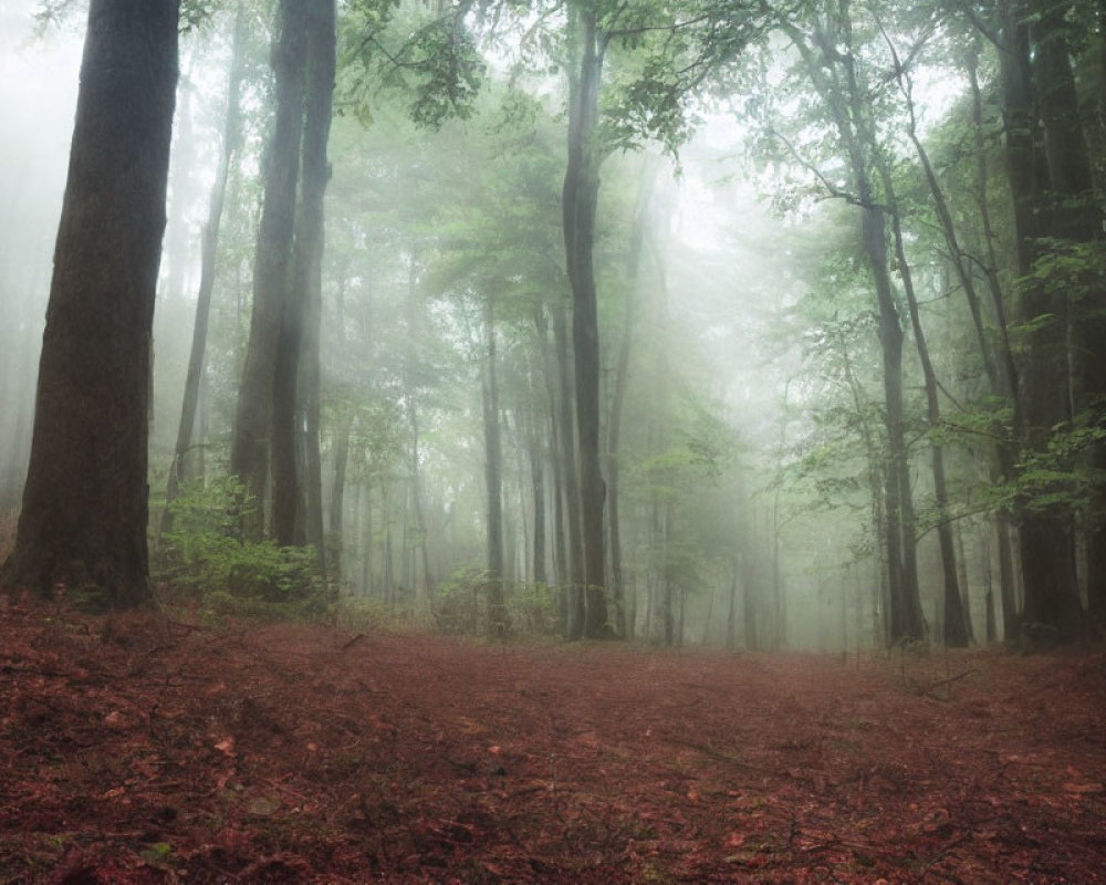 Misty forest with tall trees, red leaves, and piercing light rays