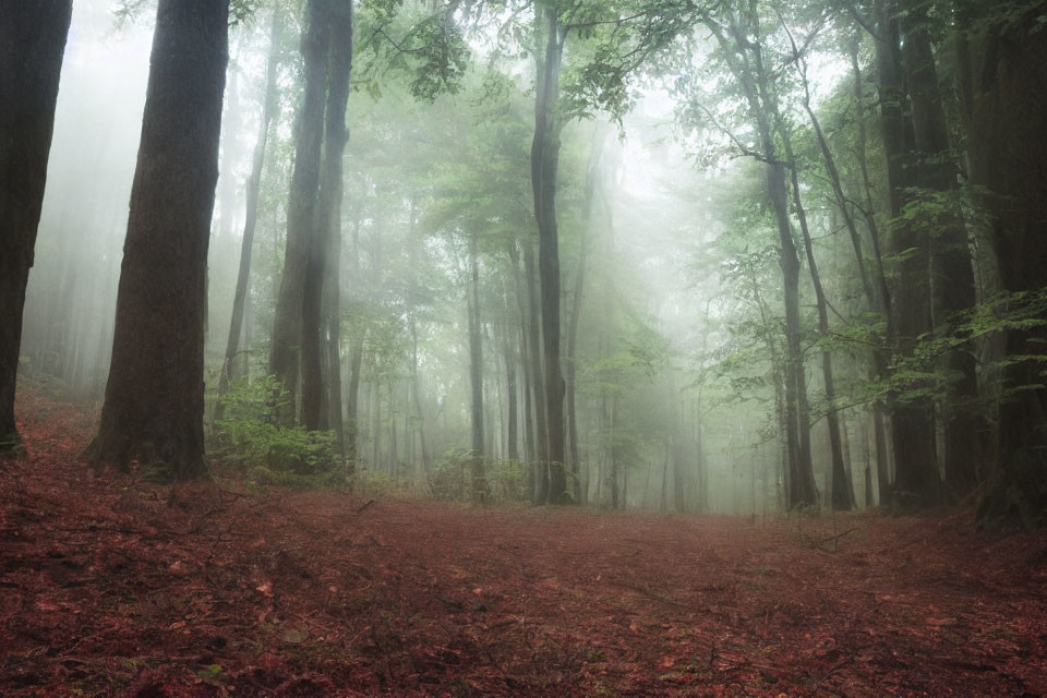 Misty forest with tall trees, red leaves, and piercing light rays