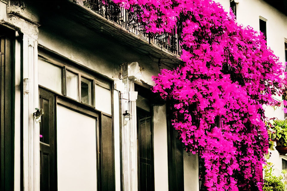 Pink bougainvillea cascading on white building with black balcony.