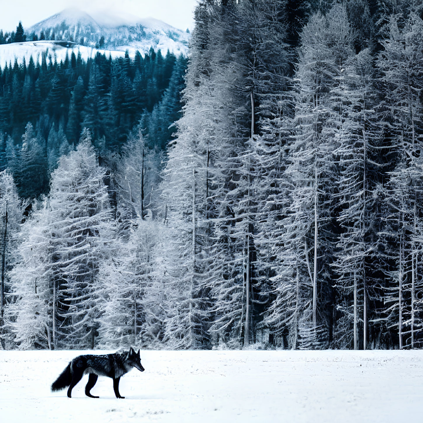 Snowy Landscape with Lone Wolf and Frosted Trees