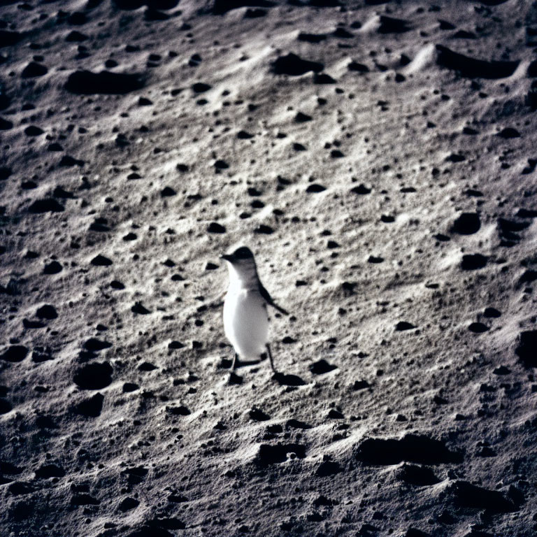 Lone penguin in moon-like rocky terrain with craters