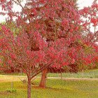 Colorful garden with blooming cherry blossom tree and vibrant flower beds