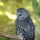 Spotted owl with blue eyes perched on branch amidst green leaves