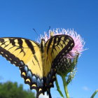 Colorful Butterfly on Purple Flower with Blue Butterflies in Sky-blue Background