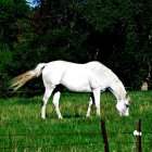 White horse grazing in vibrant green meadow with yellow flowers and weeping willow tree