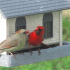 Male and Female Cardinals on Gray Bird Feeder with Green Background