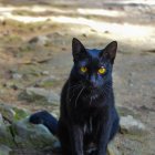 Fluffy black cat with yellow eyes in field of yellow flowers and fountain in idyllic landscape