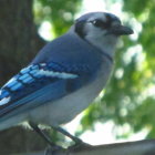 Vibrant blue jay on branch with striking plumage