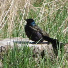 Blackbird Standing in Tall Green Grass